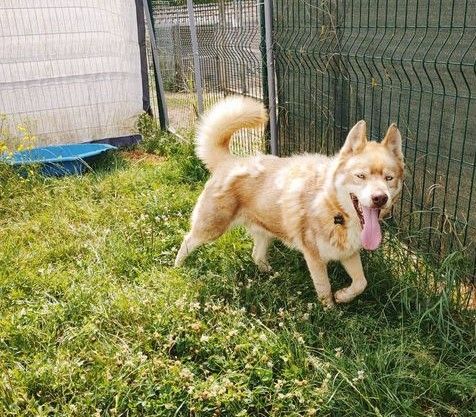 Maximus 