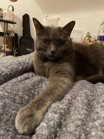 Minette 