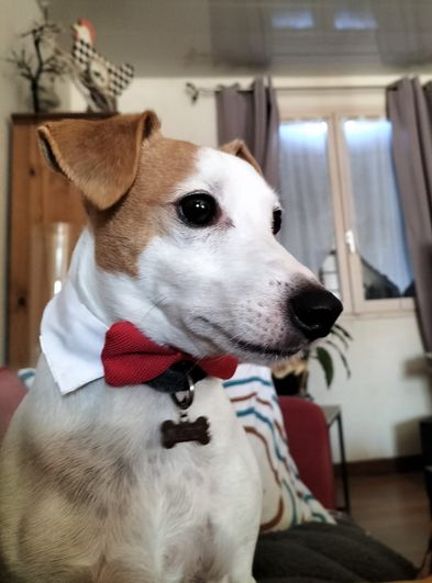Napo 