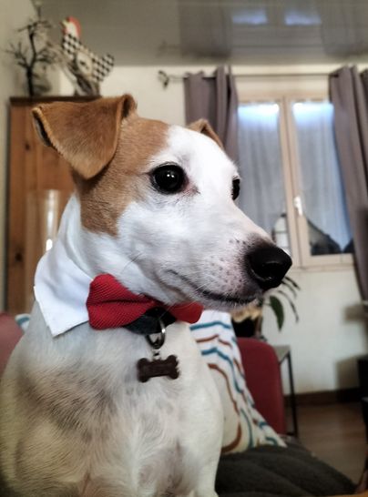Napo 