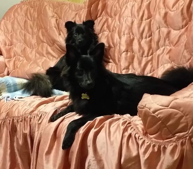 Nelsy & Sharko