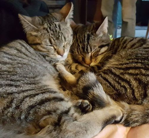Olaf et Olliver