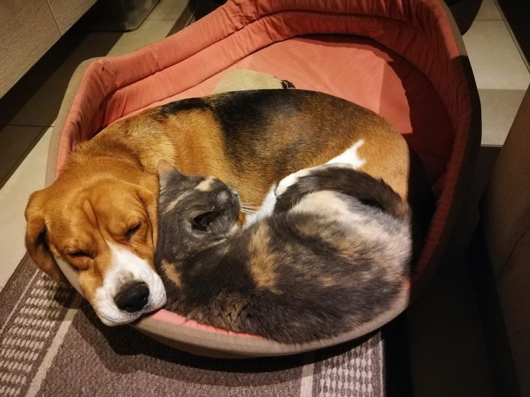 Ollie & Noisette