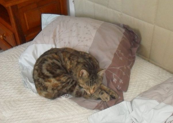 Pépite