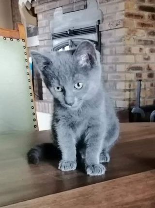 Sisko