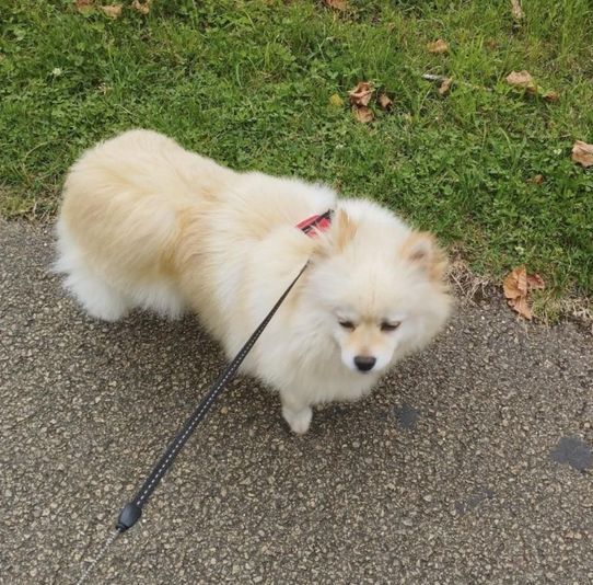 Suki 