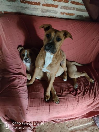 Tao & Câlin (Skadi)