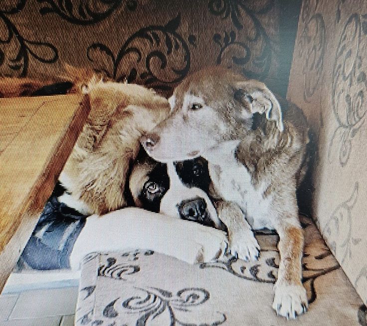 Ulysse et son grand frère