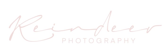 Reindeer Photography