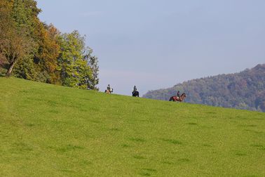 _MGL1353201