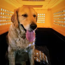 relopaws-leaving-HK-1