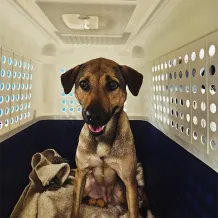relopaws-leaving-HK-2