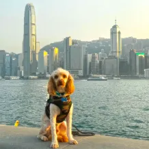 relopaws-leaving-HK-3