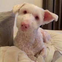 Young pup