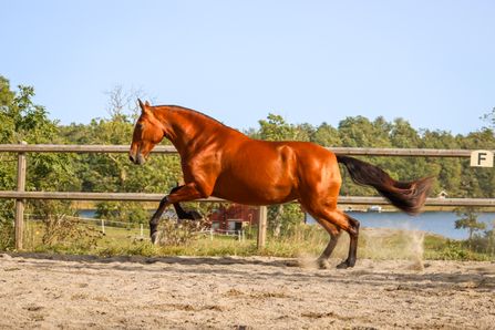 cinna2023galopp