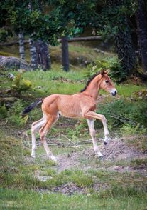 philippe2023galopp