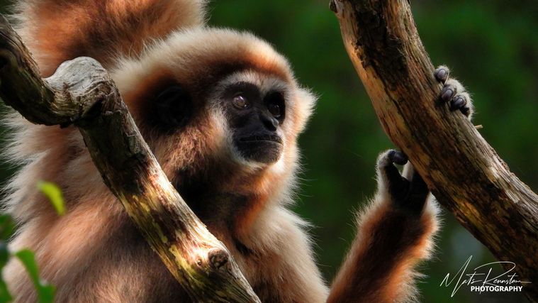 Hangin' around. White handed capuchin.