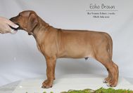 Rex Ventors Xirecho "Echo"