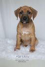 Rex Ventors Xameleon "Leon"