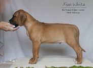 Rex Ventors Xameleon "Leon"