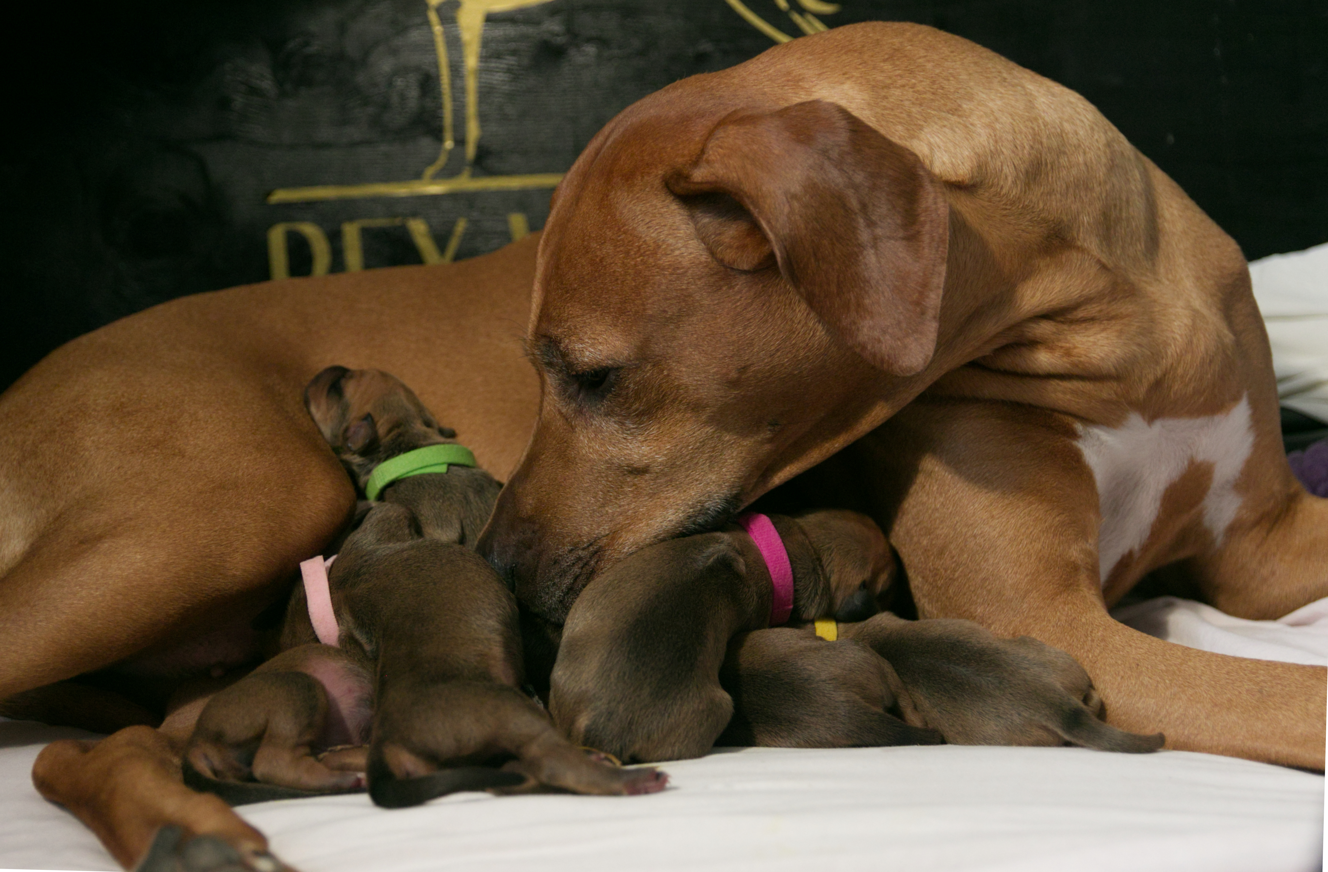 Y-litter newborn