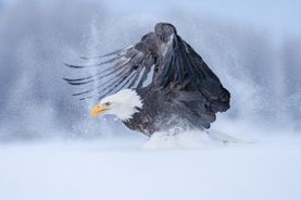 Fresh Landing