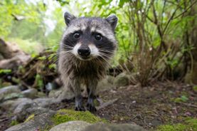 Curious Raccoon