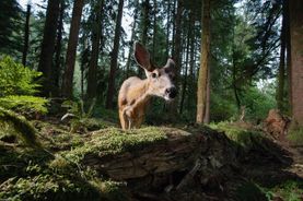 In the forest
