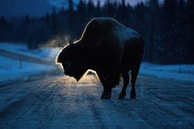 Threatened by the highway