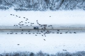 Large herd of bison walking on the road