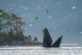 Humpback Fest