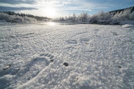 Grizzly bear foot print on a thin layer of fresh snow