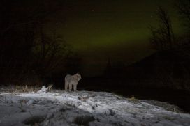 A canadian Lynx with a light aurora