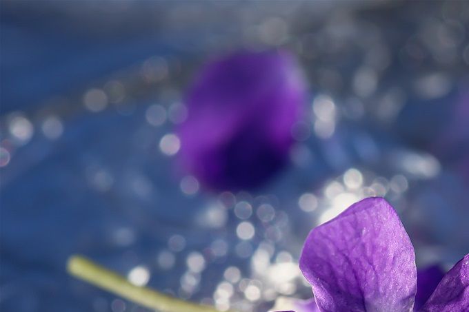 https://pixabay.com/photos/pansy-blossom-bloom-leaves-water-4965348/ 