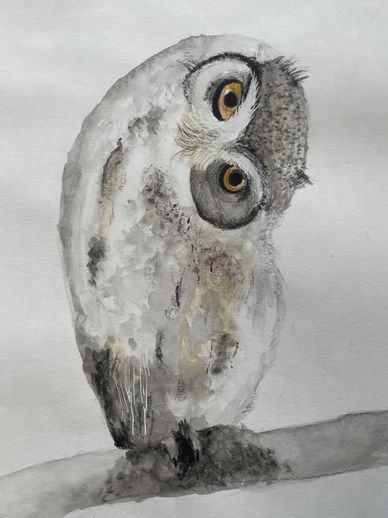 SNOWY OWL 1