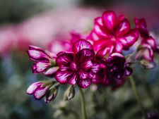 _D426704