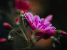_D426711
