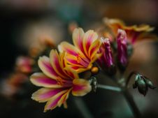_D426715