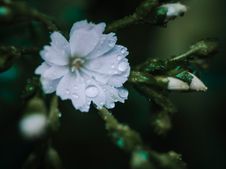 _D426741