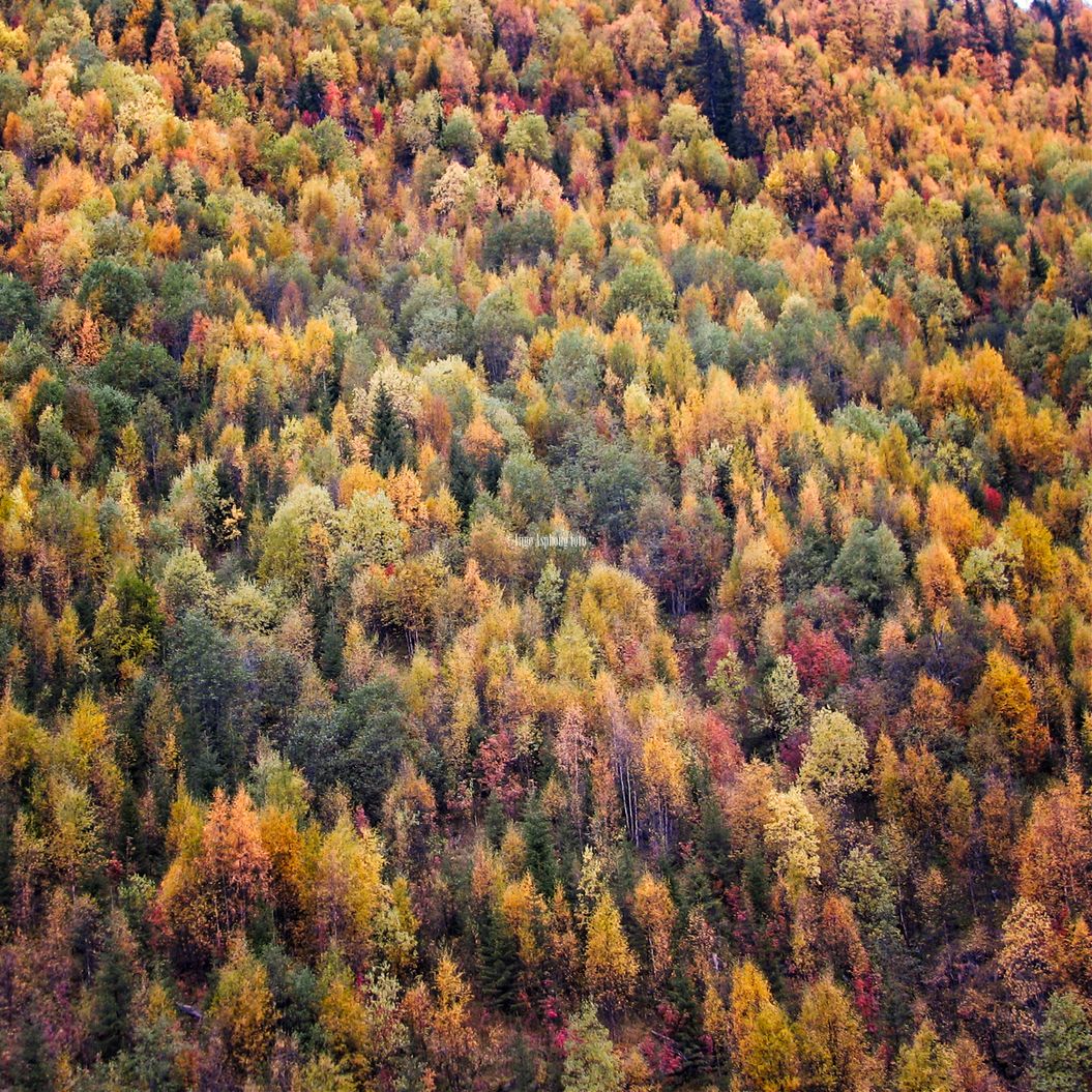 Høstskog