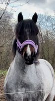 Doris