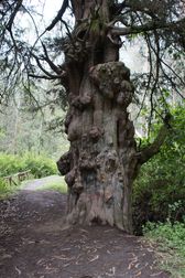 10 200 yo Tree Ecuador