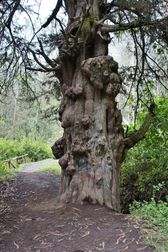 117 200 yo Tree EcuadorR