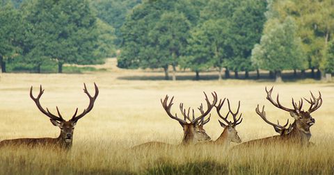 19 Richmond Park