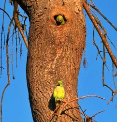 35 Parakeet House