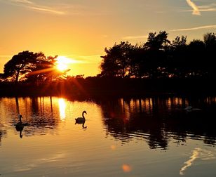 54 Sunset Swans New ForestR