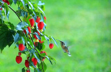 36 Hummimg Bird Hse San George