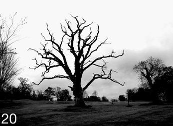 12 Golf Course Tree Somerset