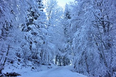 Snow Avenue
