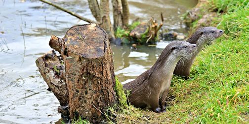 51 The Otters